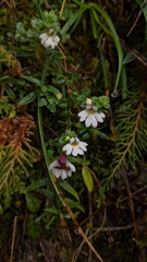 Euphrasia transmorrisonensis (Euphrasia transmorrisonensis)