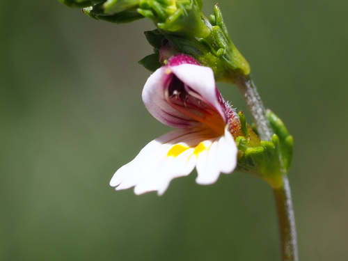 Euphrasia transmorrisonensis (Euphrasia transmorrisonensis)