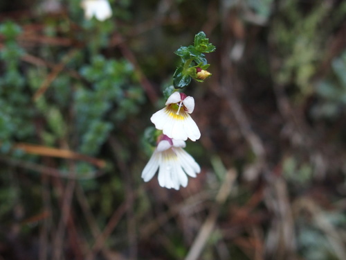 Euphrasia transmorrisonensis (Euphrasia transmorrisonensis)