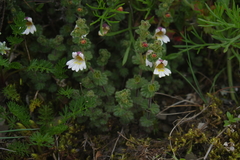 Euphrasia transmorrisonensis (Euphrasia transmorrisonensis)