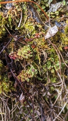 Euphrasia transmorrisonensis (Euphrasia transmorrisonensis)