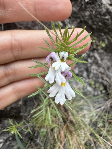 Euphrasia tricuspidata (Euphrasia tricuspidata)