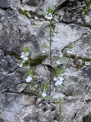 Euphrasia tricuspidata (Euphrasia tricuspidata)