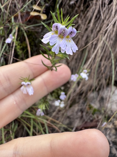 Euphrasia tricuspidata (Euphrasia tricuspidata)