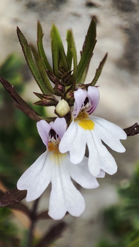 Euphrasia tricuspidata (Euphrasia tricuspidata)
