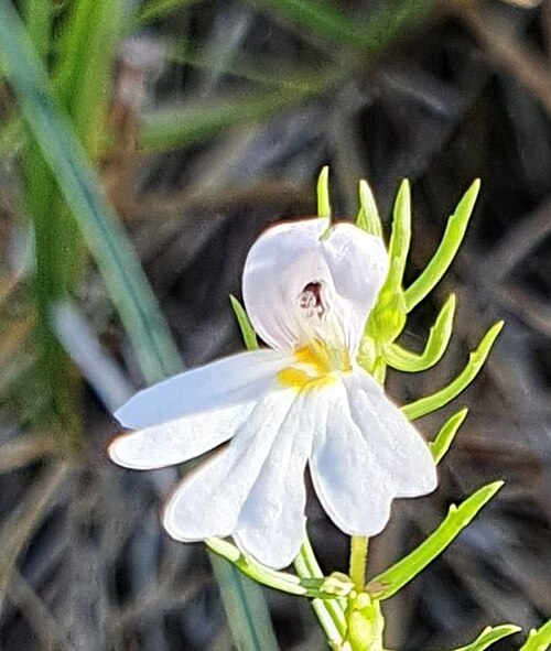 Euphrasia tricuspidata: Euphrasia tricuspidata L., 1753