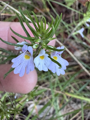 Euphrasia tricuspidata (Euphrasia tricuspidata)