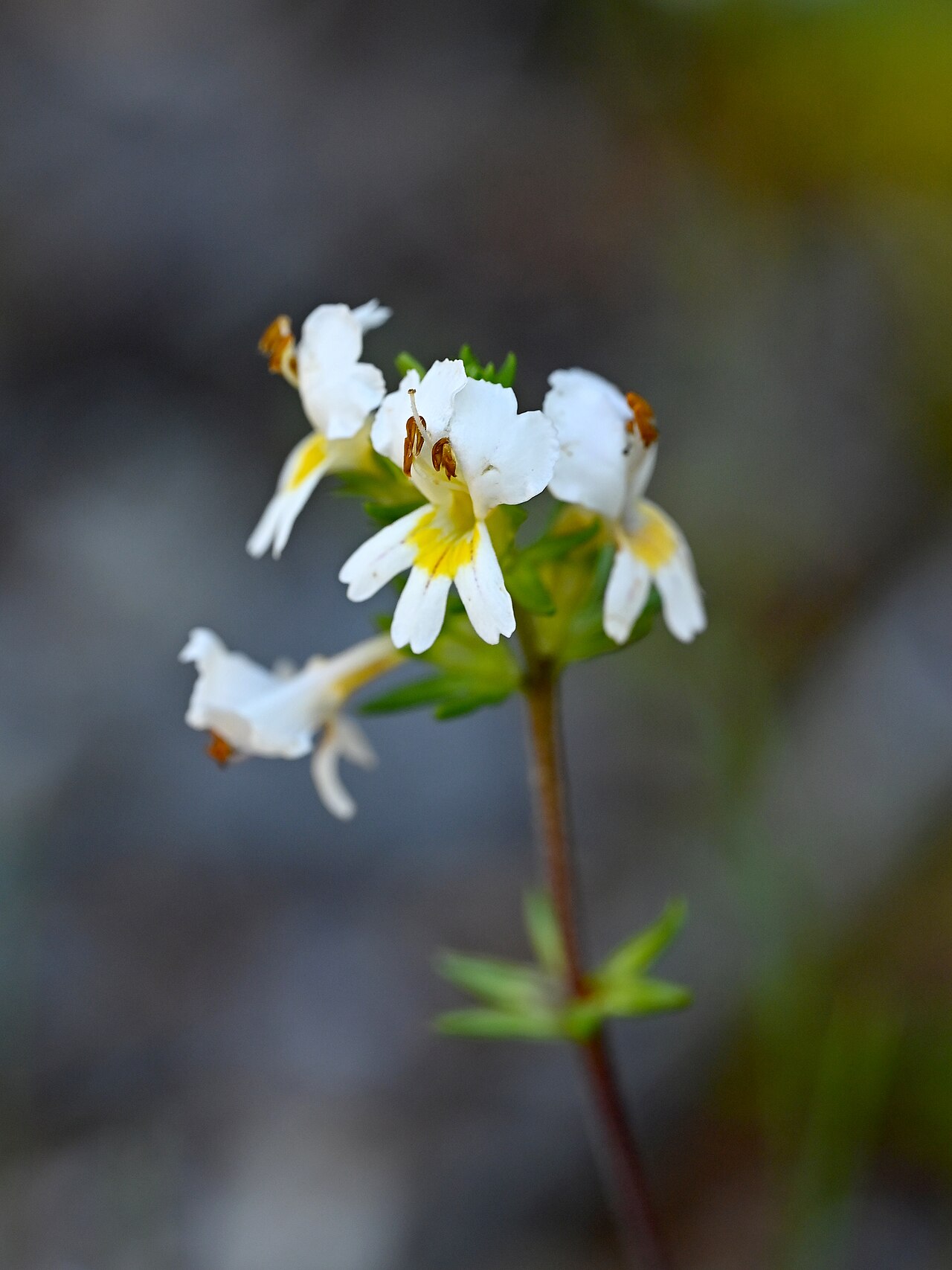Euphrasia trifida: Euphrasia trifida at Trail along Rio Blanco on Colbuco, Los Lagos, Chile