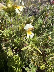 Euphrasia trifida (Euphrasia trifida)