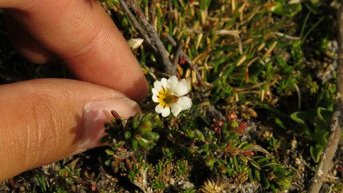 Euphrasia trifida (Euphrasia trifida)