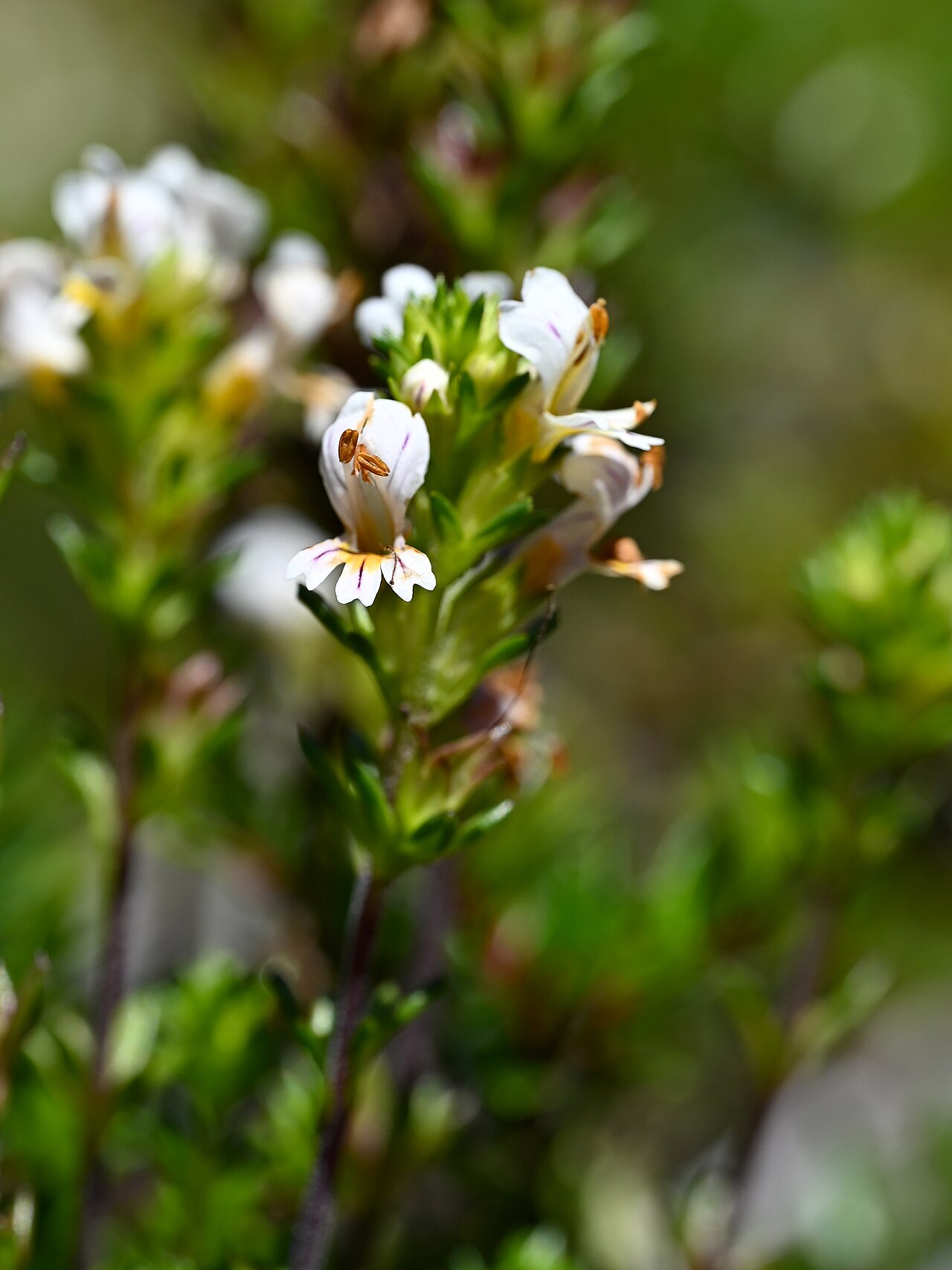 Euphrasia trifida: Euphrasia trifida at Trail along Rio Blanco on Colbuco, Los Lagos, Chile