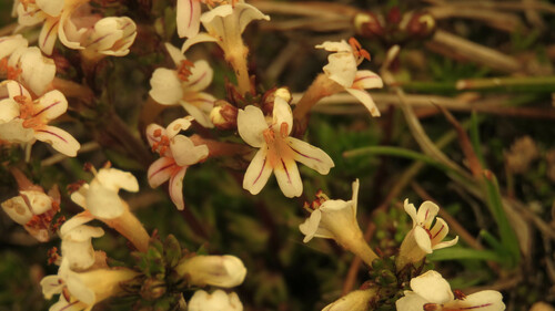Euphrasia trifida (Euphrasia trifida)