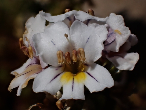 Euphrasia trifida (Euphrasia trifida)