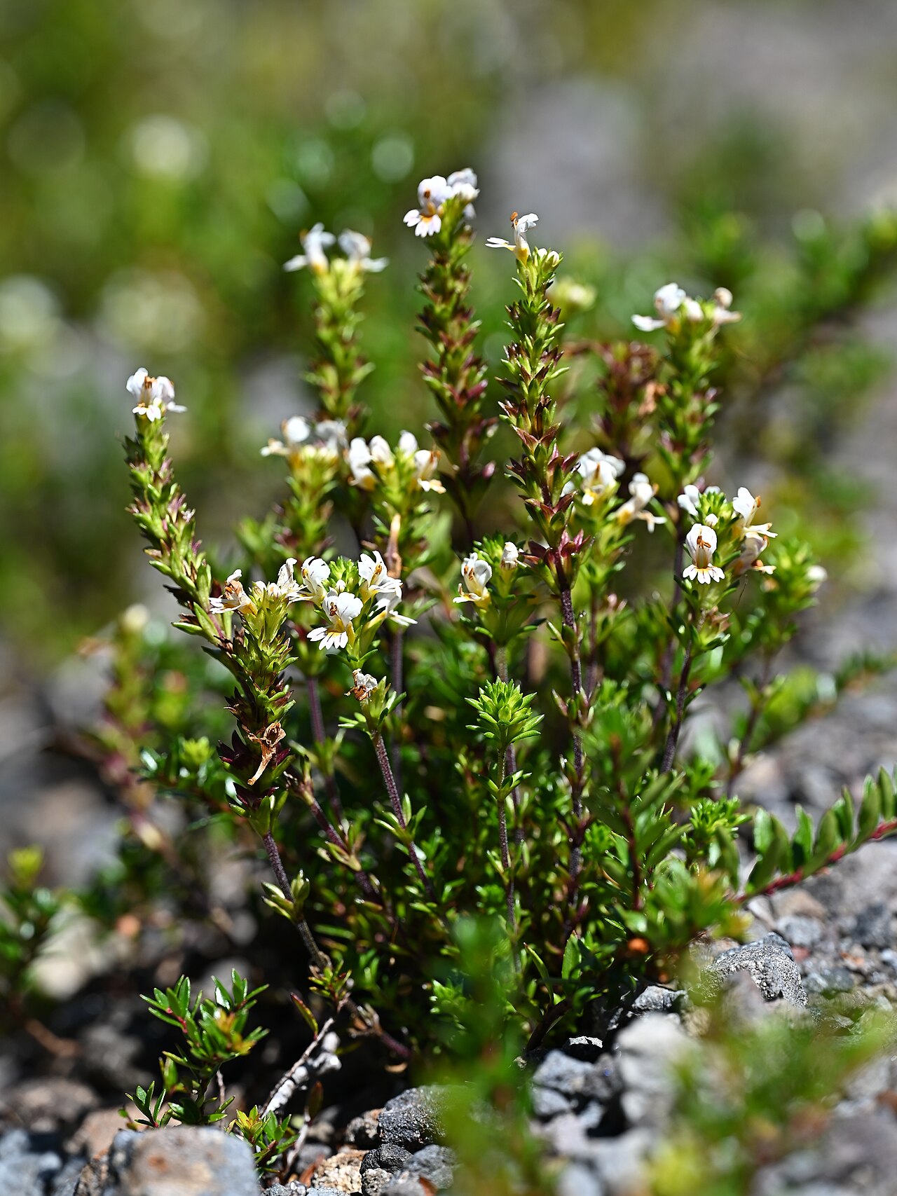 Euphrasia trifida: Euphrasia trifida at Trail along Rio Blanco on Colbuco, Los Lagos, Chile