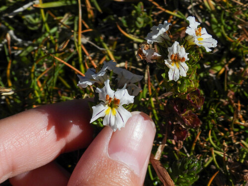 Euphrasia trifida (Euphrasia trifida)