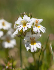 Euphrasia trifida (Euphrasia trifida)