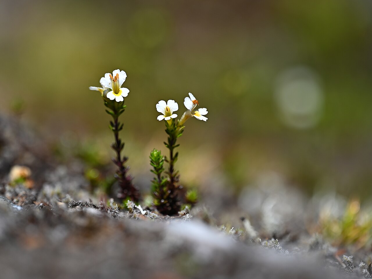 Euphrasia trifida: Euphrasia trifida at Trail along Rio Blanco on Colbuco, Los Lagos, Chile