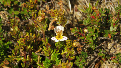 Euphrasia trifida (Euphrasia trifida)