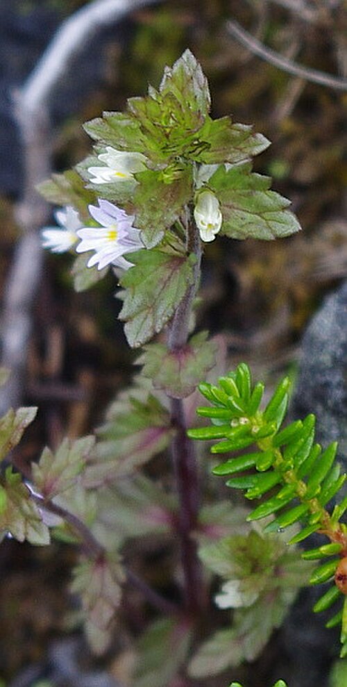 Euphrasia wettsteinii: Wettstein's Eyebright