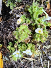 Euphrasia zelandica (Euphrasia zelandica)