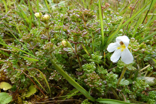 Euphrasia zelandica (Euphrasia zelandica)