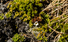 Euphrasia zelandica (Euphrasia zelandica)