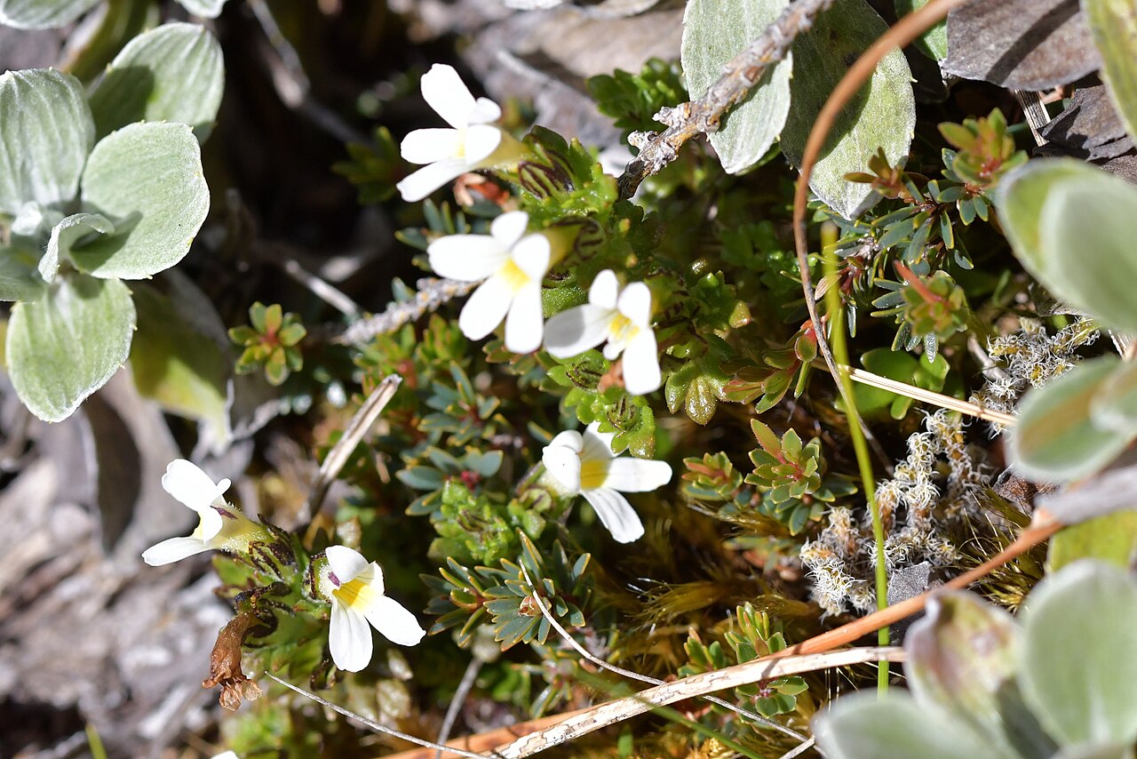 Euphrasia zelandica: Euphrasia zelandica. Species of plant.