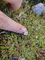 Euphrasia zelandica (Euphrasia zelandica)