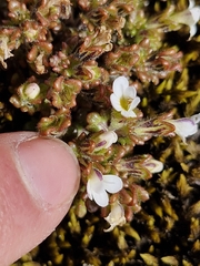 Euphrasia zelandica (Euphrasia zelandica)