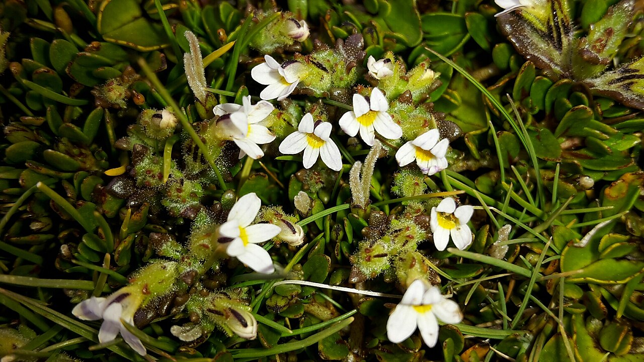 Euphrasia zelandica: Euphrasia zelandica
