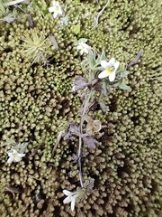 Euphrasia zelandica (Euphrasia zelandica)