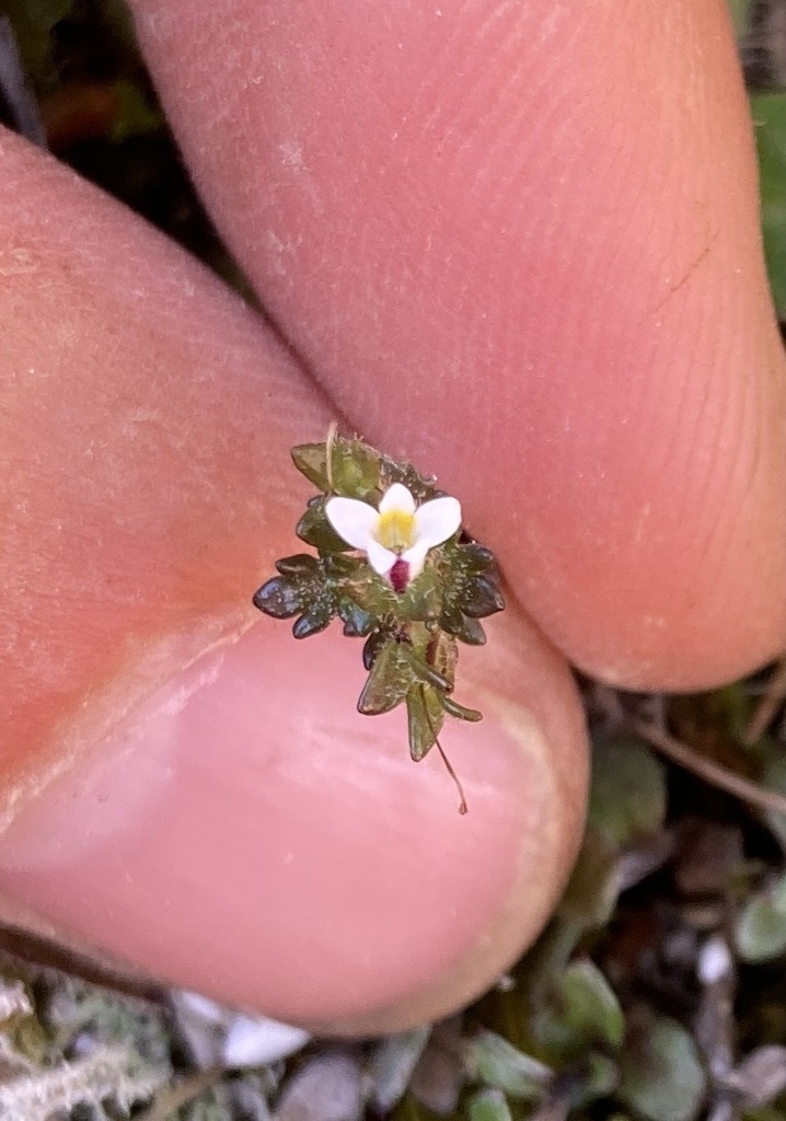 Euphrasia zelandica (Euphrasia zelandica)
