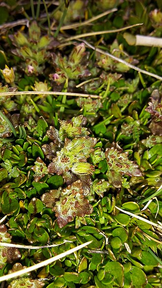 Euphrasia zelandica: Euphrasia zelandica , Queenstown-Lakes, Otago, New-Zealand