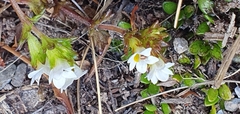 Euphrasia zelandica (Euphrasia zelandica)