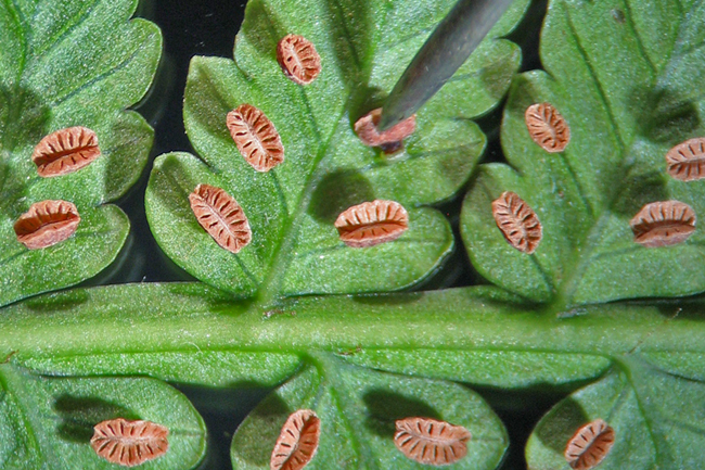 Smooth potato fern: Underside of a frond of Eupodium laeve (Sm.) Murdock (formerly Marattia laevis Sm.), with mature synangia. Eupodium differs from Marattia in having stalked syna