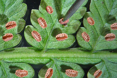 Smooth potato fern: Underside of a frond of Eupodium laeve (Sm.) Murdock (formerly Marattia laevis Sm.), with mature synangia. Eupodium differs from Marattia in having stalked syna