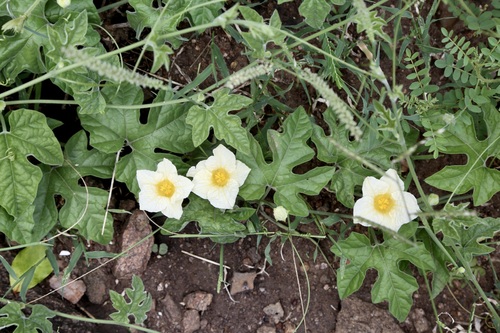 Eureiandra fasciculata (Eureiandra fasciculata)