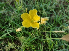 Eureiandra fasciculata (Eureiandra fasciculata)