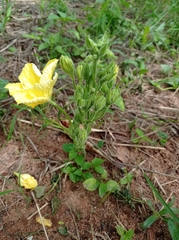 Eureiandra fasciculata (Eureiandra fasciculata)
