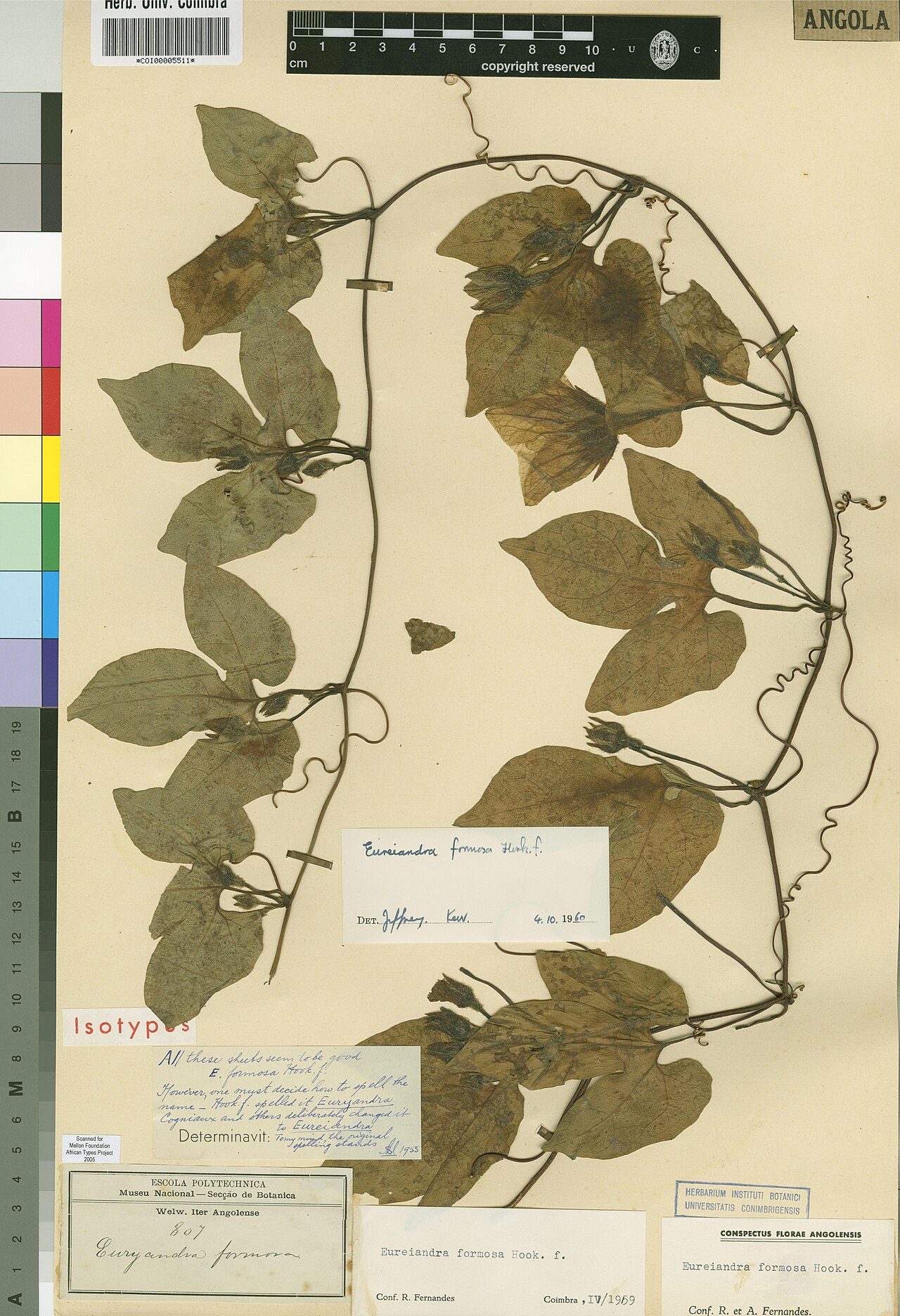 Eureiandra formosa: Photograph of Isotype of Eureiandra formosa at Herbarium of the University of Coimbra, Portugal (COI). Specimen COI00005511. http://coicatalogue.uc.pt/specimen/