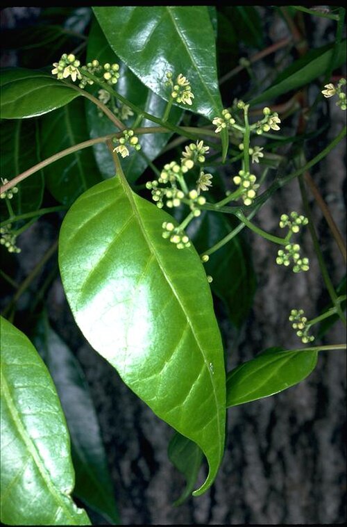 Blush cudgerie: Euroschinus falcatus foliage and flower buds
