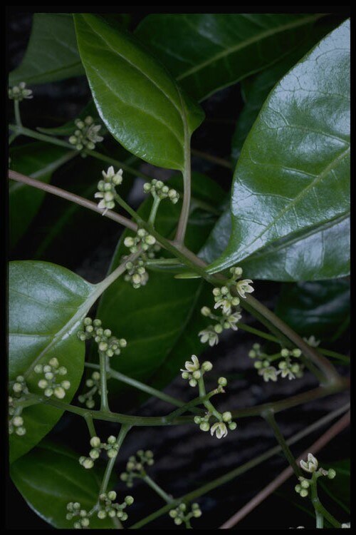 Blush cudgerie: Euroschinus falcatus foliage and flowers