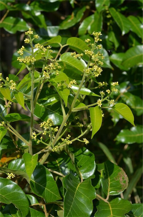 Blush cudgerie: Euroschinus falcatus foliage and flowers