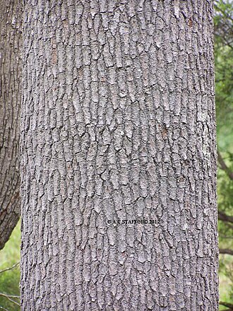 Blush cudgerie: Euroschinus falcatus trunk