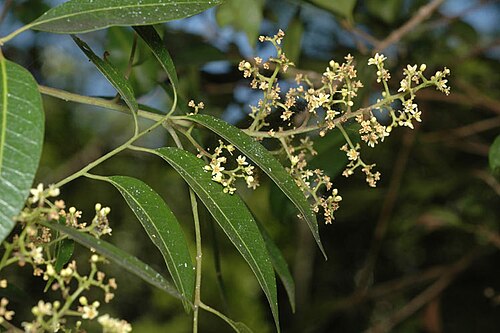 Blush cudgerie: Euroschinus falcatus foliage and flowers