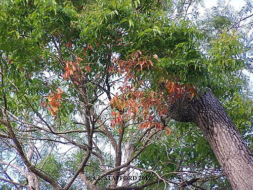 Blush cudgerie: Euroschinus falcatus new growth