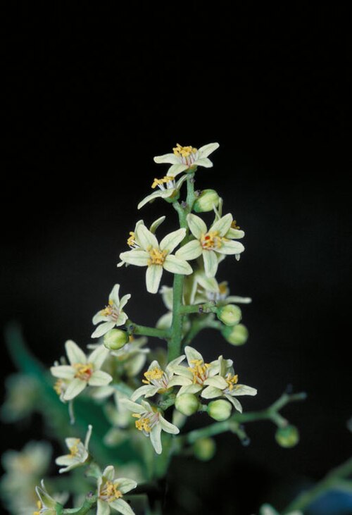 Blush cudgerie: Euroschinus falcatus flowers