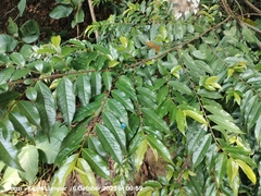 Eurya acuminata (Eurya acuminata)