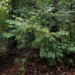Eurya acuminata (Eurya acuminata)