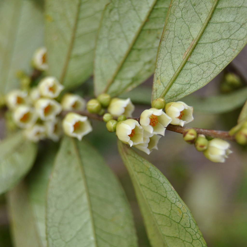 Eurya acuminata (Eurya acuminata)